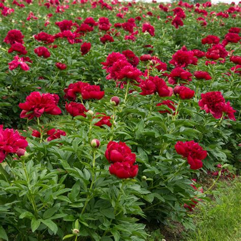 Red magic peonies: a popular flower choice for weddings and events